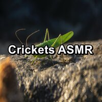 Tinnitus Help Grig Sound - Sleep Crickets & Cricket Sounds & Nature Noise