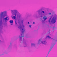 Laid-back Backdrops for Dog Training - Music For Your Dog