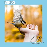 Nature Birds sound helps you to Chill and Study - Nature And Bird Sounds & Bird Sounds Ambience & Nature Bird Sounds