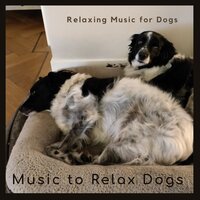 Relaxing Dog Music- 6 - Music to Relax Dogs