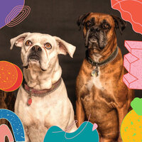 Vibrant Moods for Doggy Daycares - Dog Music Hour