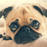 Painted Dawn - Dog Music Club & RelaxMyDog & Dog Music