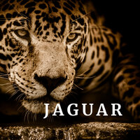 Te Vas Con El - Jaguar