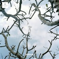 Discomedusae - Two Colors