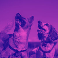 Fabulous (Music) - Original Dog Calming Music