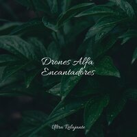 Relájate, Rejuvenece - Sonidos de la Naturaleza Relajacion & Música para Relaxar Maestro & Música Zen Relaxante