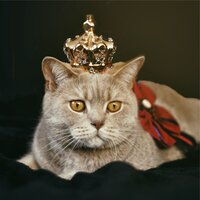 Heaven on the Keys - Music for Relaxing Cats & Cat Music & Cat Music Dreams