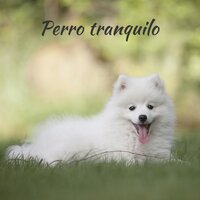 Música anti estrés - Música instrumental para perros