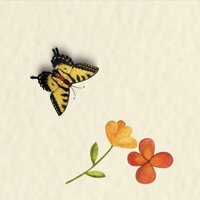 Little Hope - Bodo