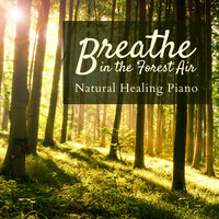 Grooves in the Woods - Relaxing Bgm Project & Mikito Nakatani