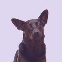 Stellar Moods for Doggies - Dog Music Zone