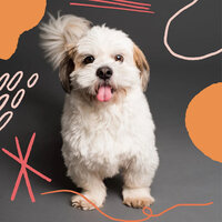 Breathtaking Chill Dogs - Relaxing Dogs