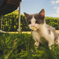 Summer Storm - Jazz Music for Cats & Music for Cats Project & Pet Care Club