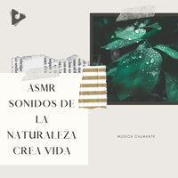 Zen lluvia - Música Calmante & Sonidos De Lluvia y TormentasSonidos De Lluvia y Tormentas
