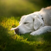 Energía Compañera Tranquila - Chill-hop melódico & Gotas Musicales para Perros & Descanso Musical para Perros