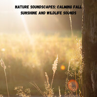 Birds by the Forest Rain - Epic Soundscapes & The Outdoor Library & Study Music & Sounds