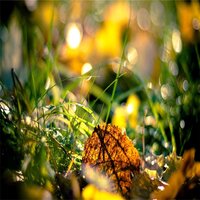 水星限定 - 疗愈之音