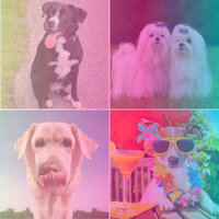 Heavenly Bebop Trumpet - Vibe for Afternoon Dog Walks - Dog Calming Music