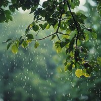 Sonidos De Lluvia Para Masajes Relajantes - Centro de Spa Tranquilidad & Efectos de lluvia del bosque & Más Allá del Norte