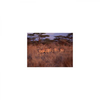 Cretaceous and Refresh - Mindfulness Healing BGM Project