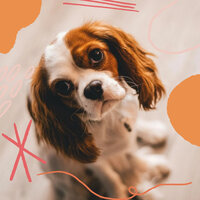 Phenomenal Ambiance for Calm Hounds - Doggy Relaxing Sounds