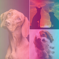 Delightful Treating Dox Anxiety - Dog Calming Music