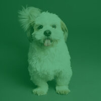Amazing Ambiance for Doggy Daycares - Sleeping Music For Dogs