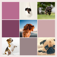 Background for Stresssed Dog - Relaxing Music for Dogs