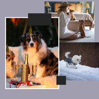 Simplistic Backdrops for Doggy Mental Health - Chill My Pooch