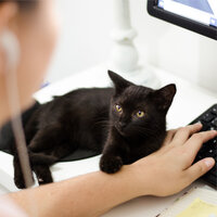 India Spa - Official Pet Care Collection & RelaxMyCat & Music For Cats