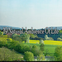 Прогулка к одиночеству - Sounds of Nature White Noise for Mindfulness Meditation and Relaxation