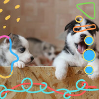 Quartet Jazz Soundtrack for Sleeping Puppies - Dog Relaxation Music