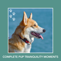 Soft Dreams - Dog Chill Out Music