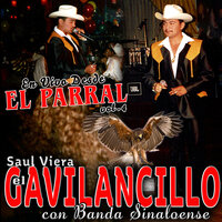 Querido Amigo - Saul Viera El Gavilancillo
