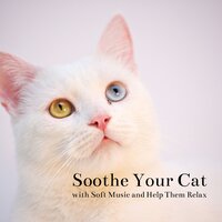 Soothe Your Cat with Soft Music and Help Them Relax - Cats Music Zone & Cat Music Relaxation & Cat & Calm