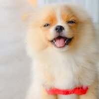 Transcending Dreams - Dog Music Club & Music for Dog's Ears & Music for Dogs Collective