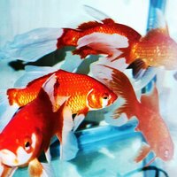 Step by Step - Koi Lee