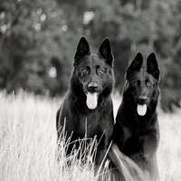 Music (Resting Puppies) - Dog Calming Music Classics