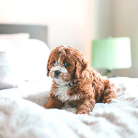 Dream-Like Ambiance for Dogs - Dog Music Hour
