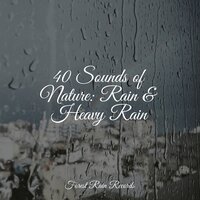 Wind, Strong, Forest, Light Debris, Leaves, Rain - Nature Sounds Nature Music & Gentle Rain Makers & Relaxation Sleep Meditation