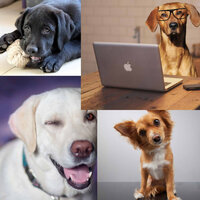 Inspiring Chillout Smooth Jazz - Vibe for Calmed Puppies - Sleeping Music For Dogs