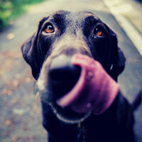 Trio Jazz Soundtrack for Doggies - Dog Music Library