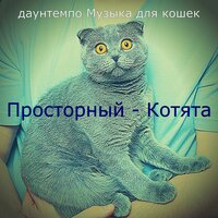 Звуки (Котята) - даунтемпо Музыка для кошек