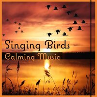 Inner Peace - Calm Nature Oasis