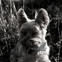Background for Dogs - Calming Dog Jazz
