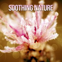 White Noise - Bird Sounds