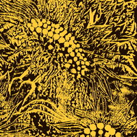 Little Sunflower - Amanda Whiting