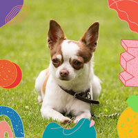 Fantastic Tenor Saxophone Solo - Vibe for Cute Dogs - Dog Calming Music