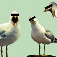 Memories - Blind Seagull