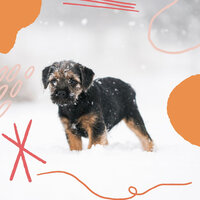 Funky Backdrops for Sleepy Pups - Calming Dog Jazz